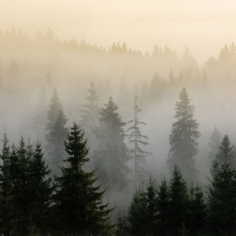 Misti Pine Fog Natuur Behang