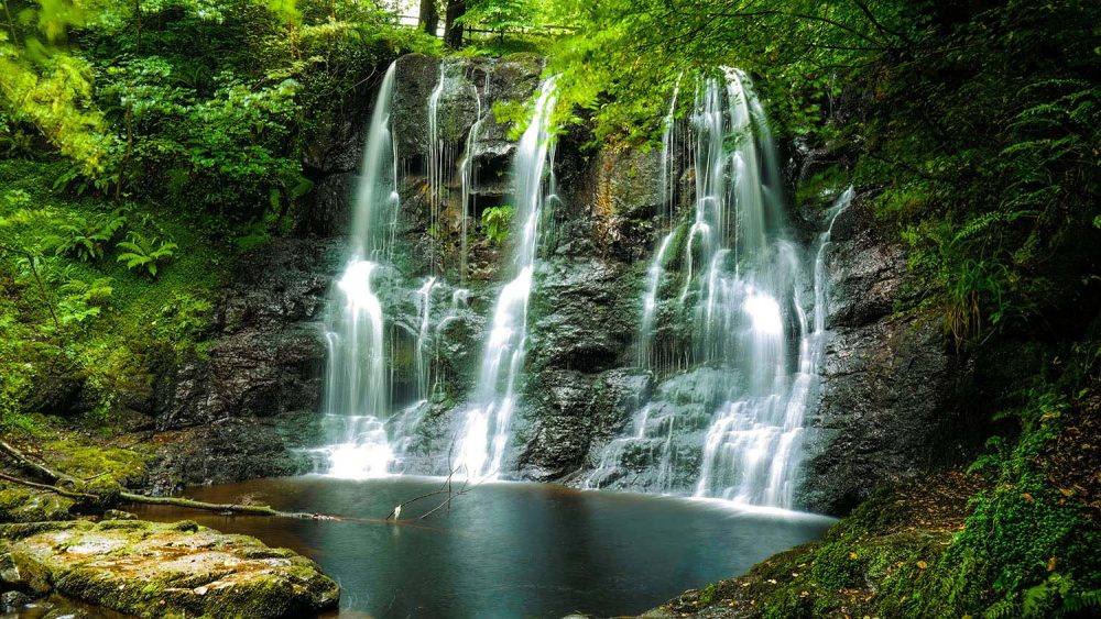 Mysterieus Groen Natuur Behang