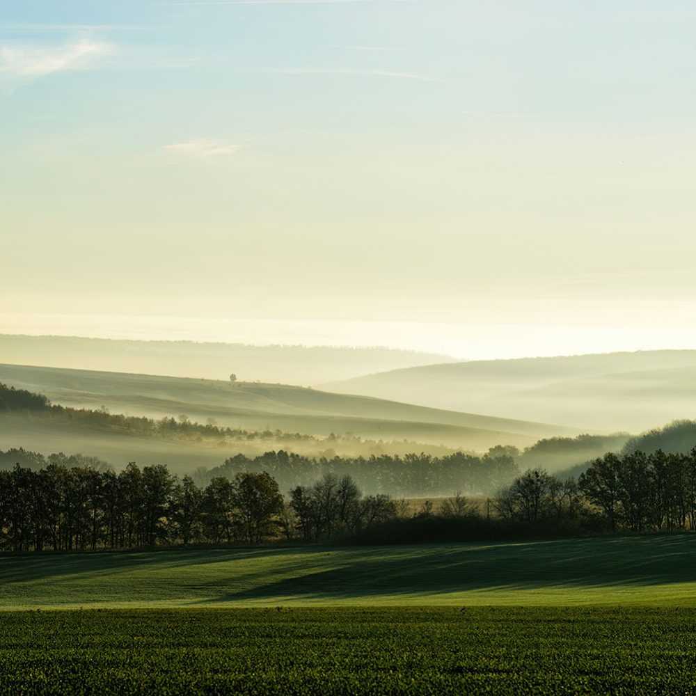 Sereen Groen Natuur Behang
