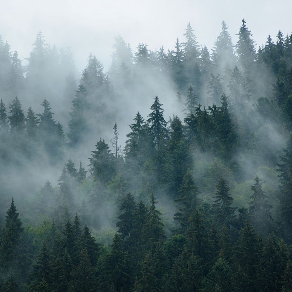 Mysterieus Bos Natuur Behang