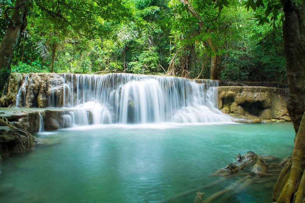Groen Natuur Behang: Wildernis Magie