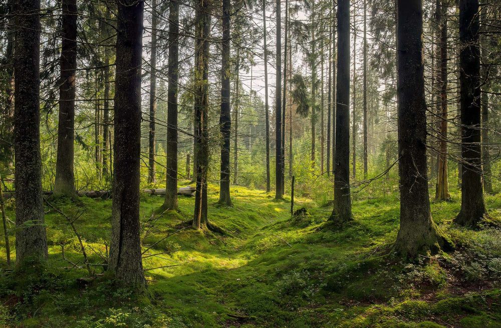 Groen Mysterieus Natuur Behang