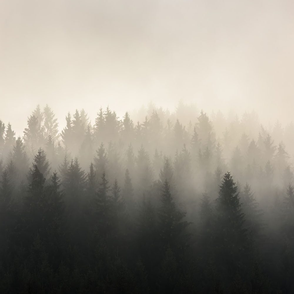 Mysterieus Mistig Bos Natuur Behang