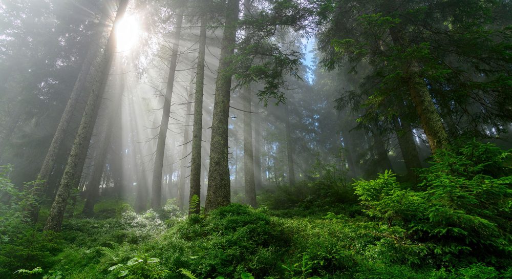 Betoverend Groen Natuur Behang
