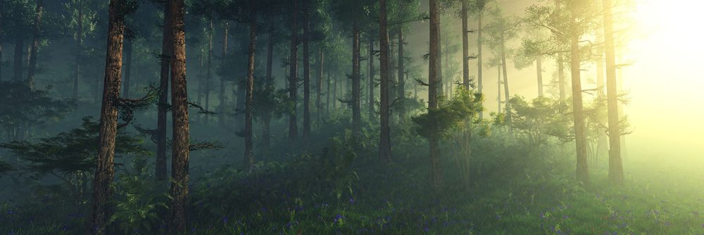 Bos Zonsopkomst Natuur Behang