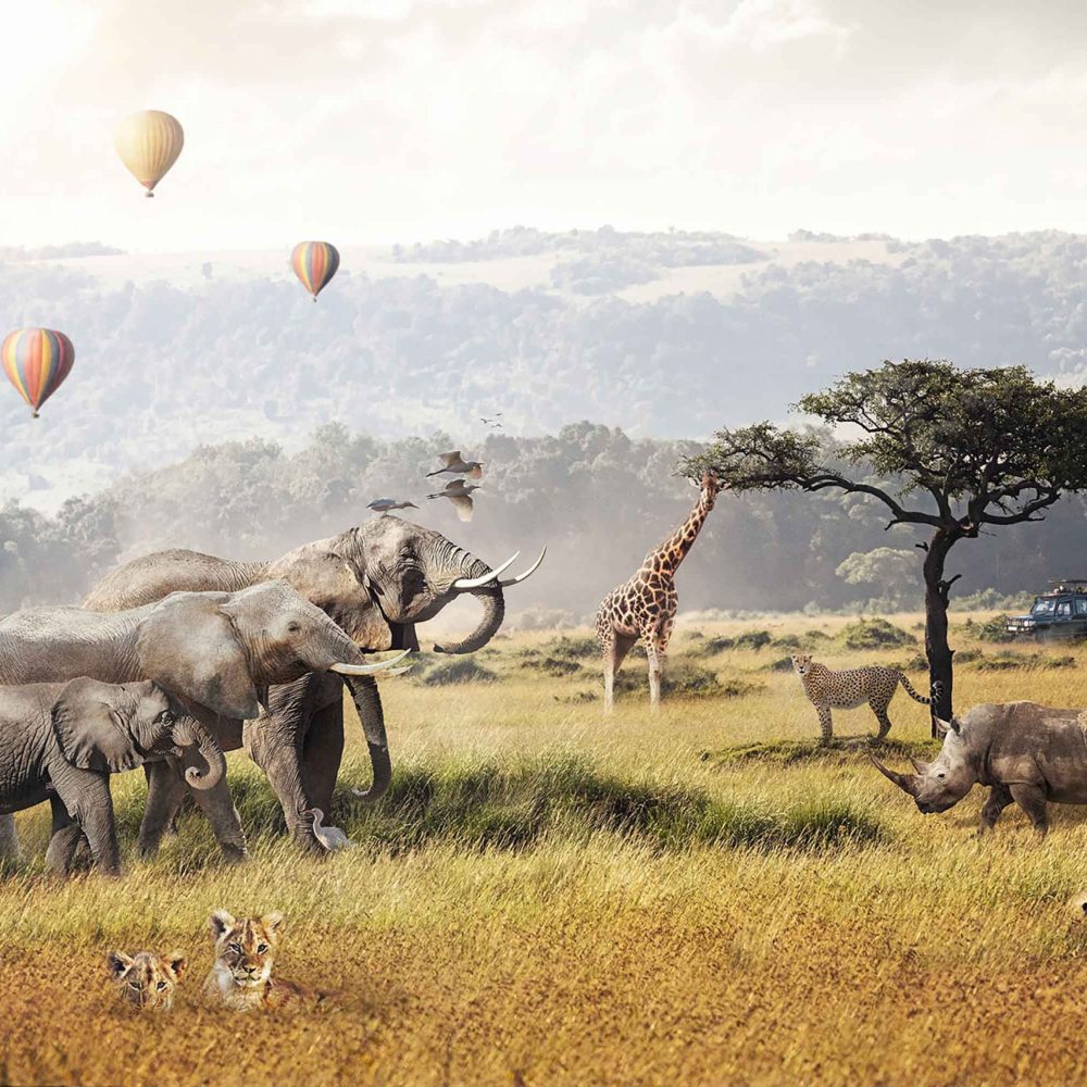 Avontuurlijke Safari Kinderbehang