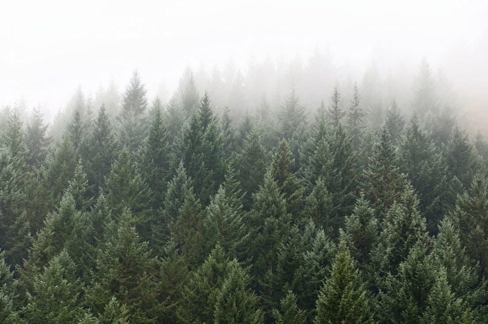 Majestueus Groen Natuur Behang Dennenbos