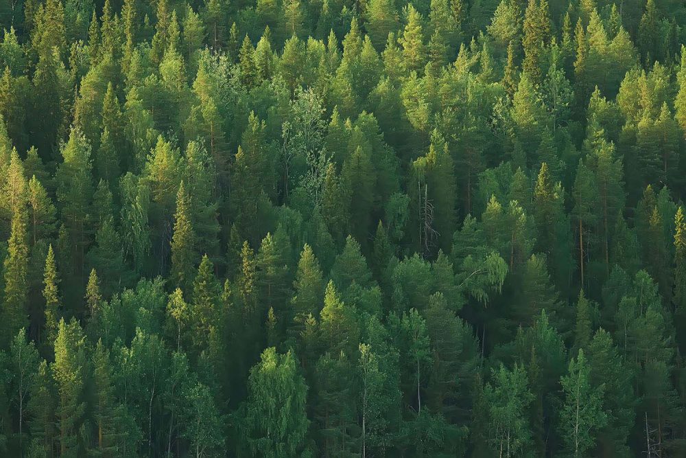 Dennenbos Vogelperspectief Natuur Behang