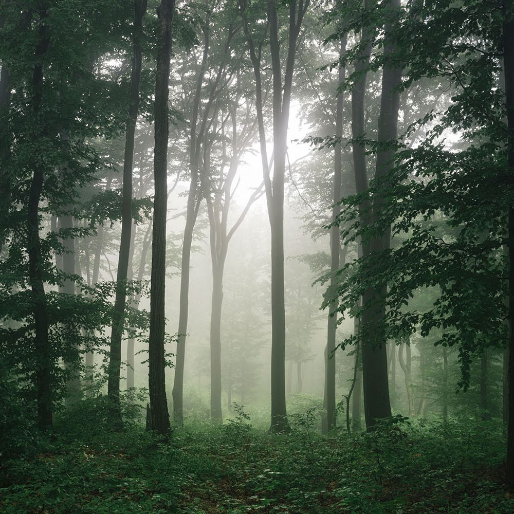 Mystiek Mistig Bos Natuur Behang