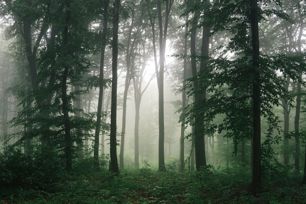 Mystiek Mistig Bos Natuur Behang