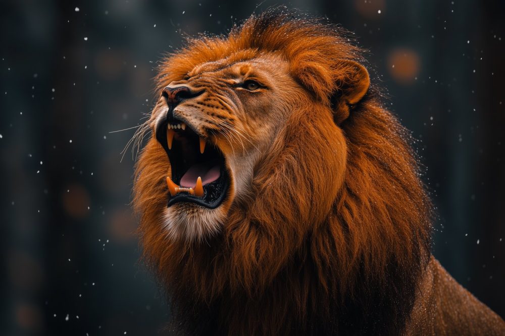 Majestueuze brullende leeuw behang
