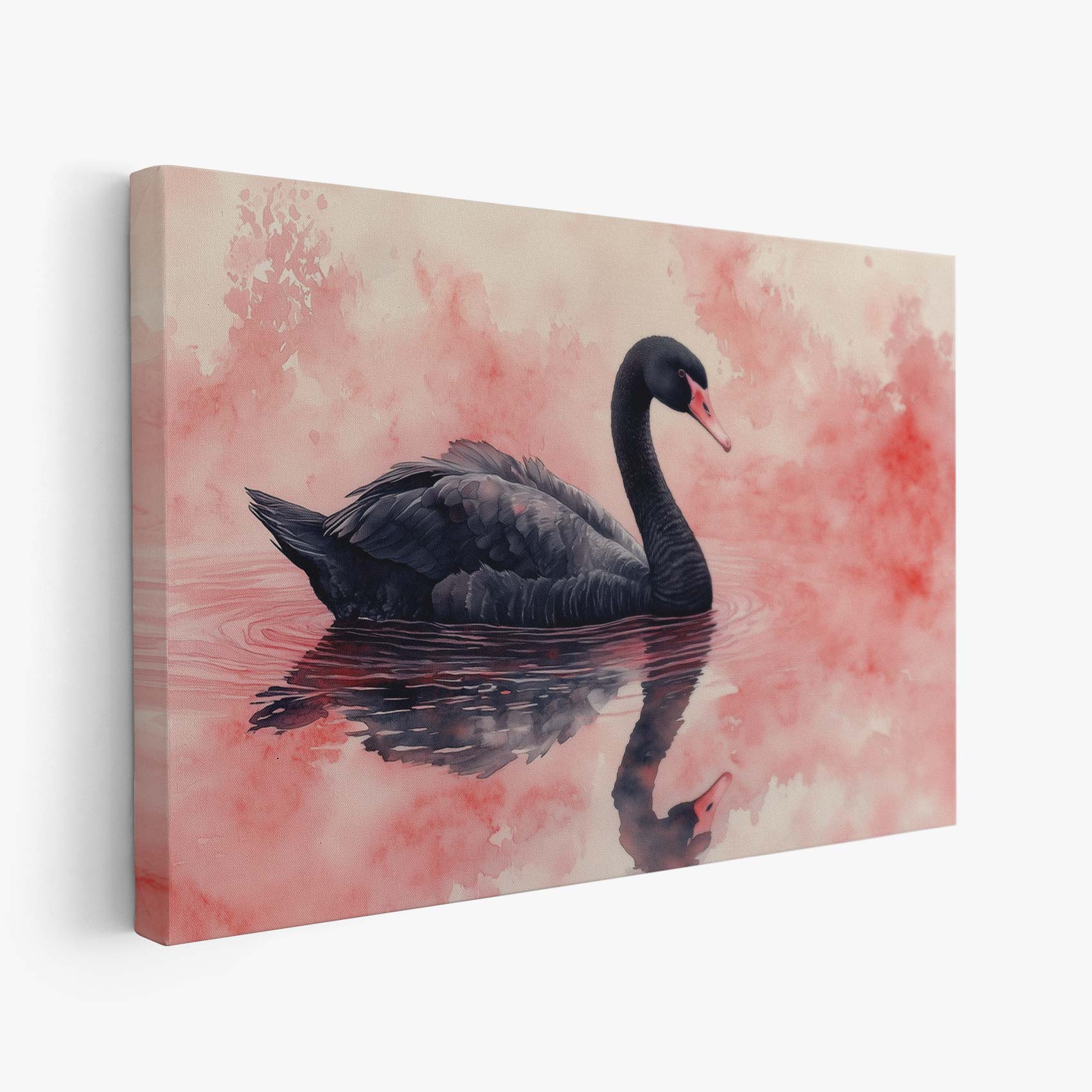 Zwarte zwaan in roze rust