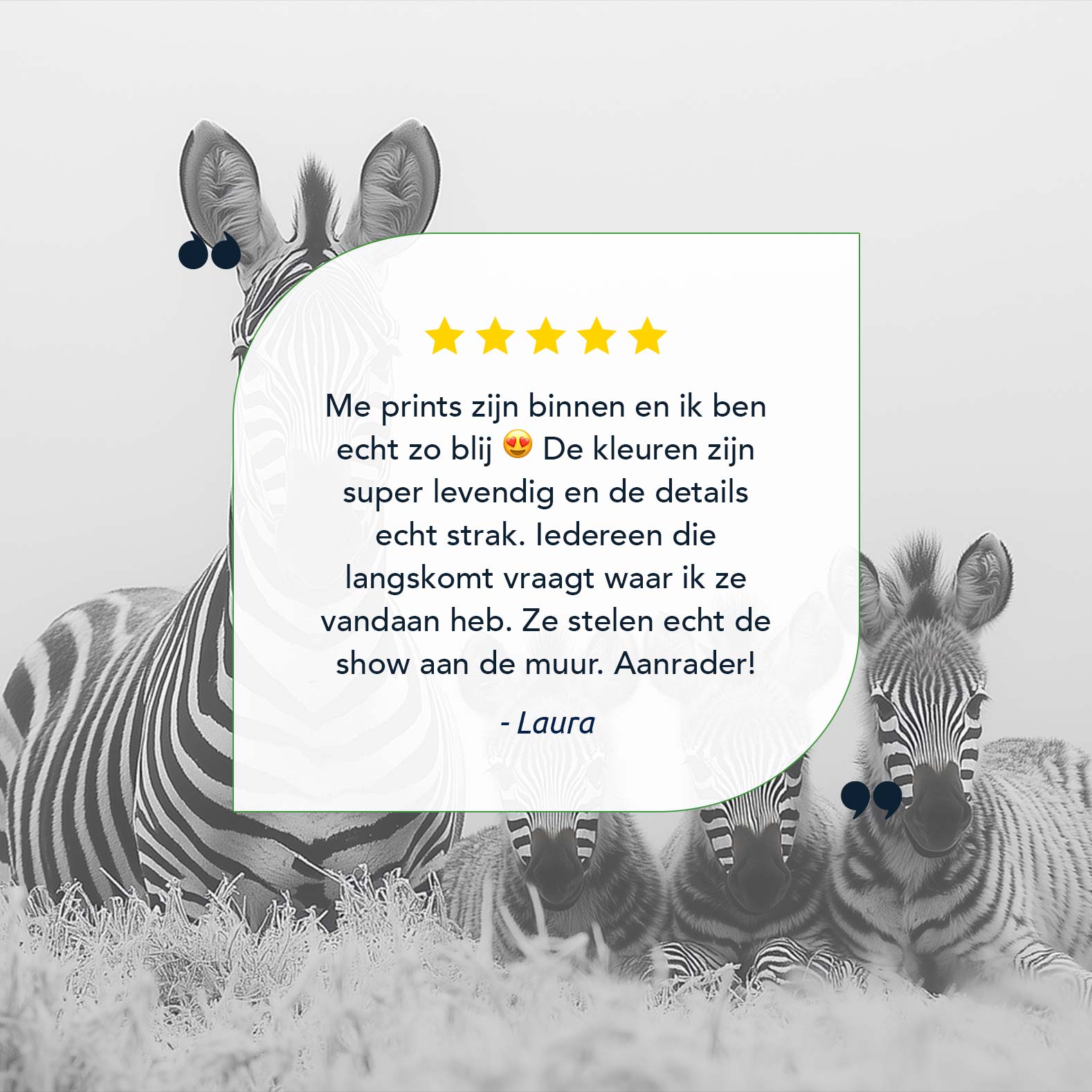 Zwart-witte zebrafamilie in gras - Afbeelding 9