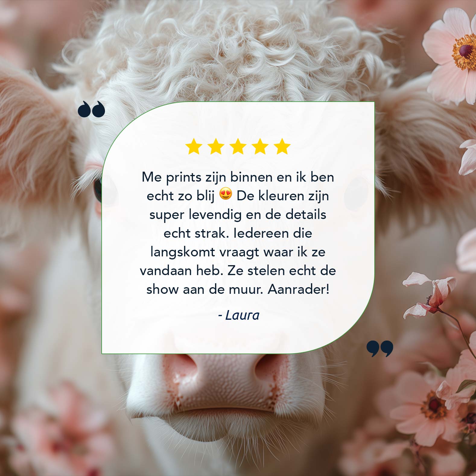 Schattig krulhaarkoe tussen roze bloemen - Afbeelding 9